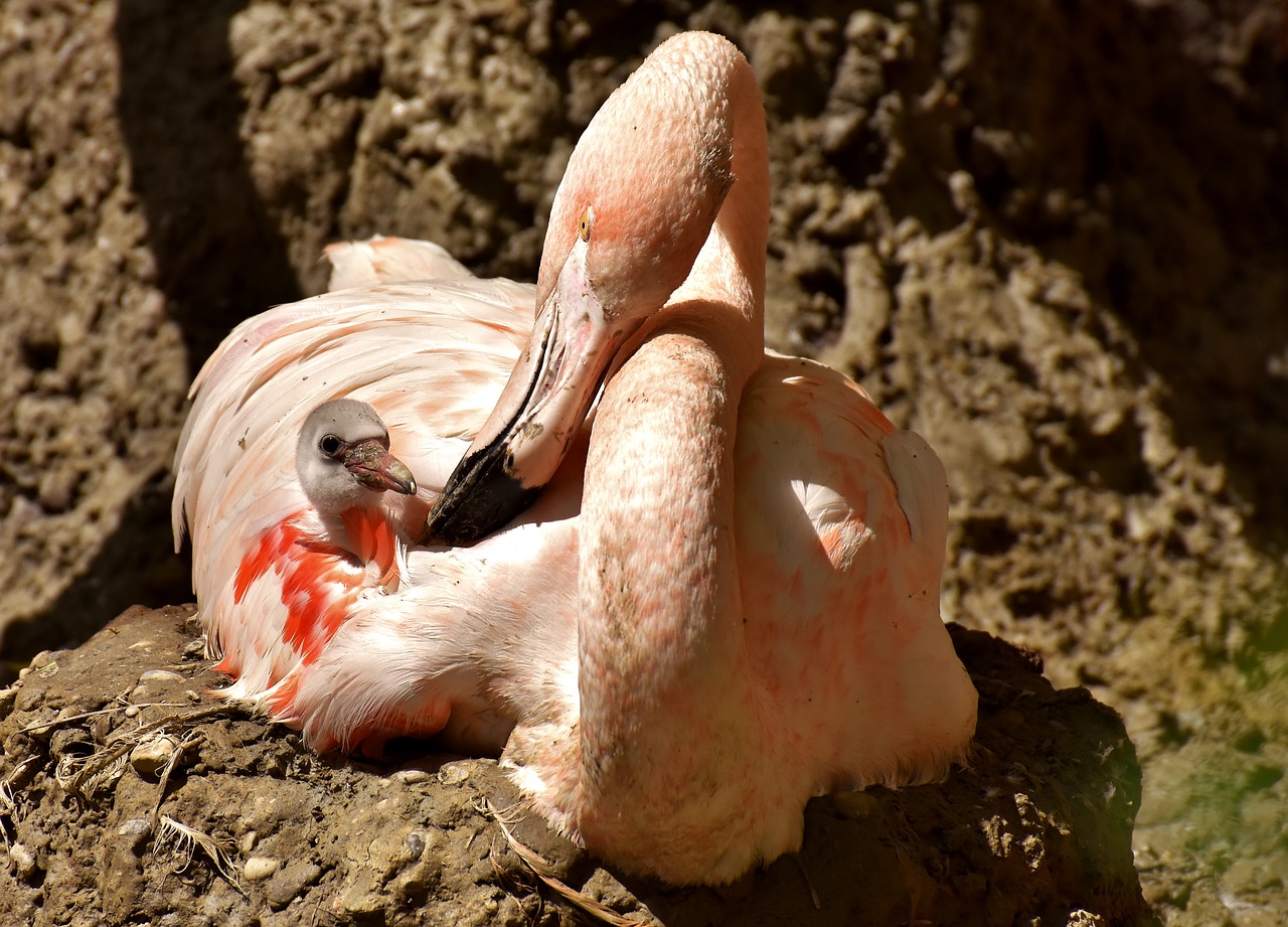 flamingo young chicks free photo