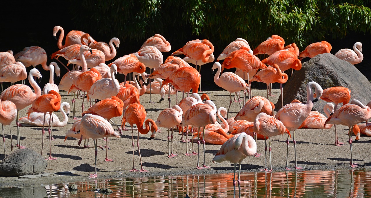 flamingo bird pink flamingo free photo