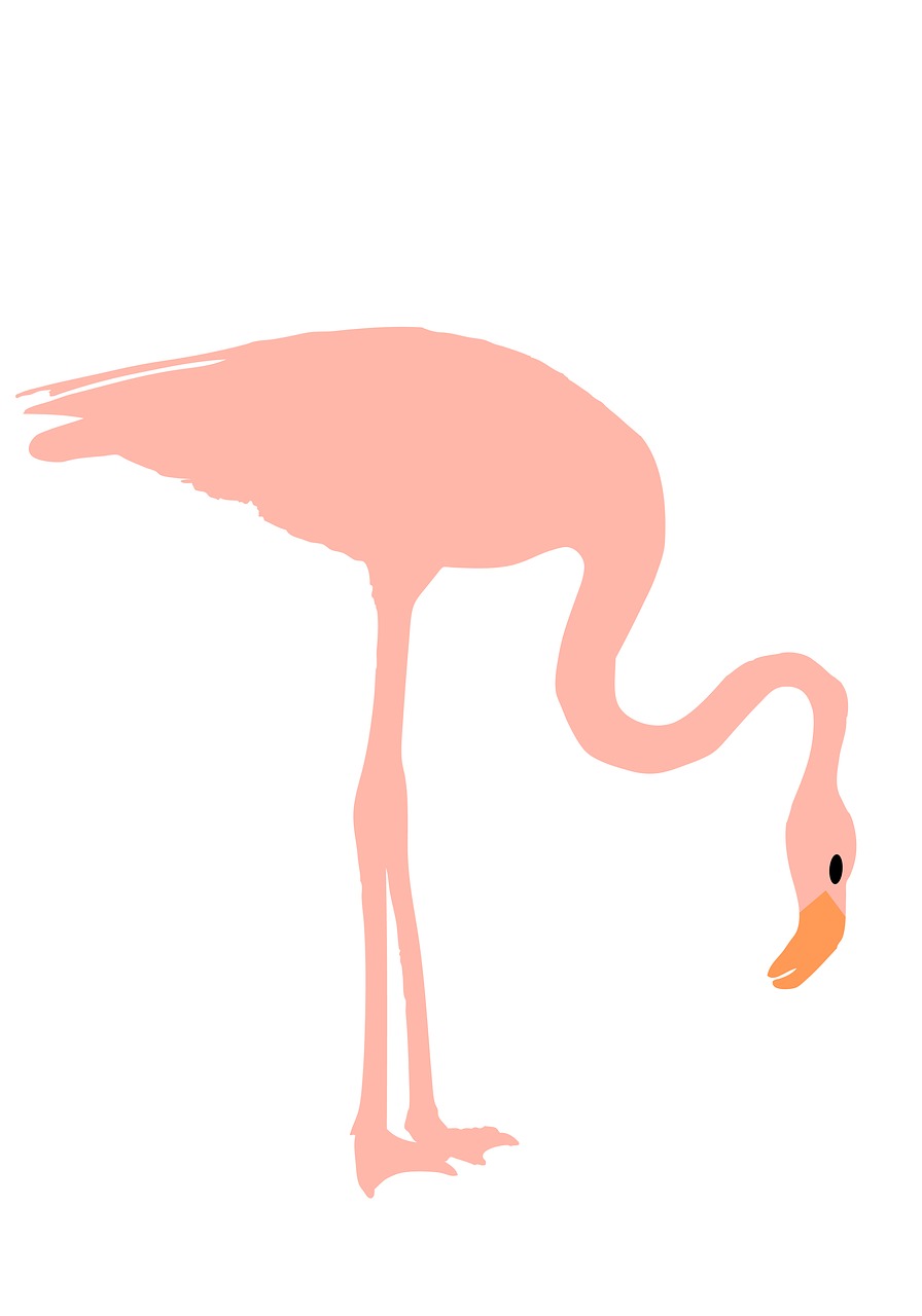 flamingo pink bird free photo