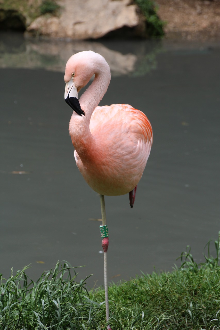 flamingo pink pink flamingo free photo