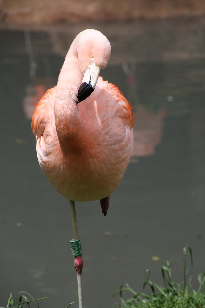 flamingo pink pink flamingo free photo