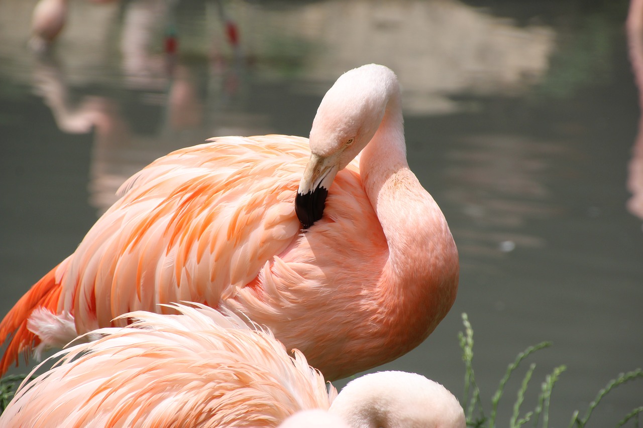 flamingo pink pink flamingo free photo