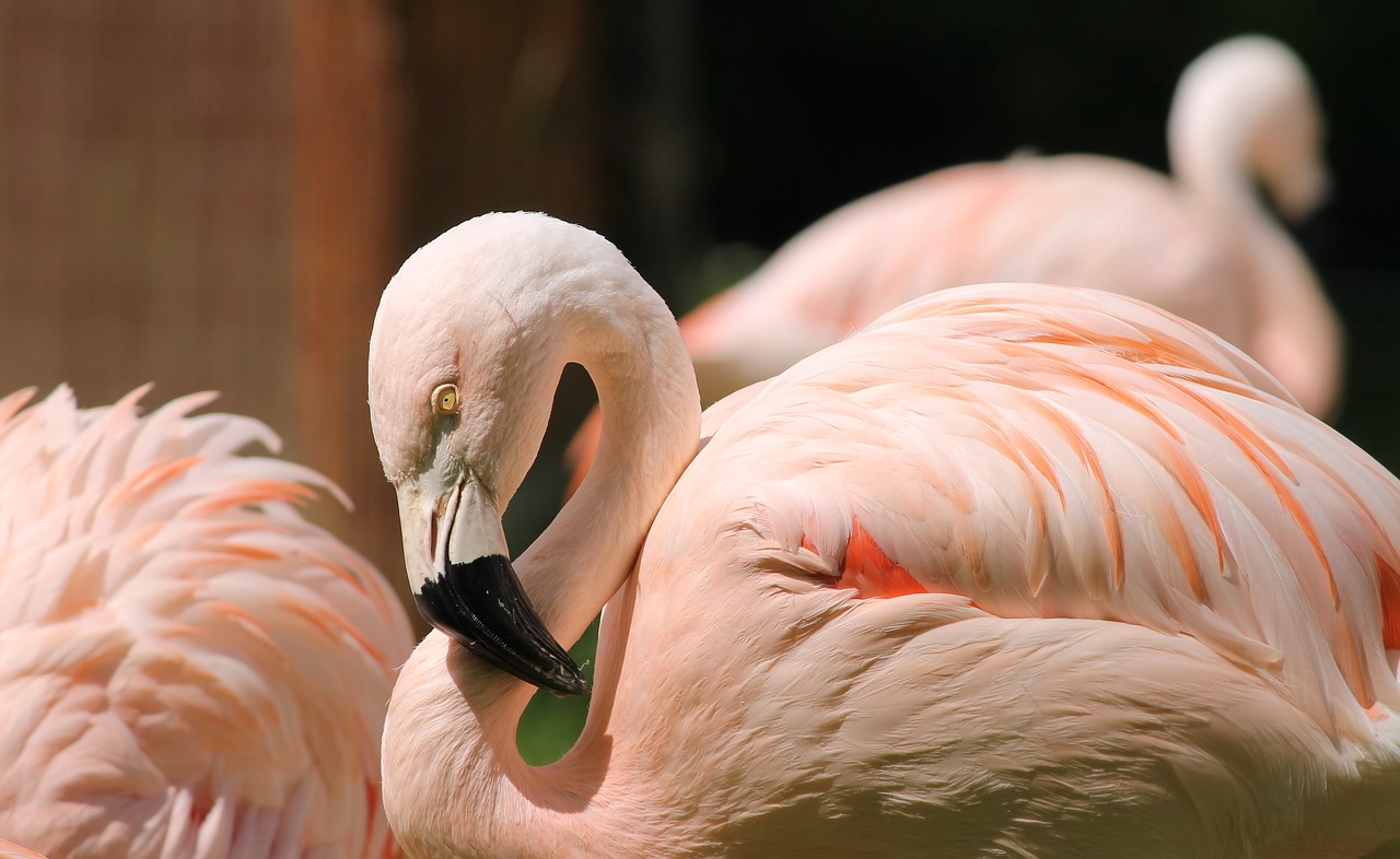flamingo pink pink flamingo free photo