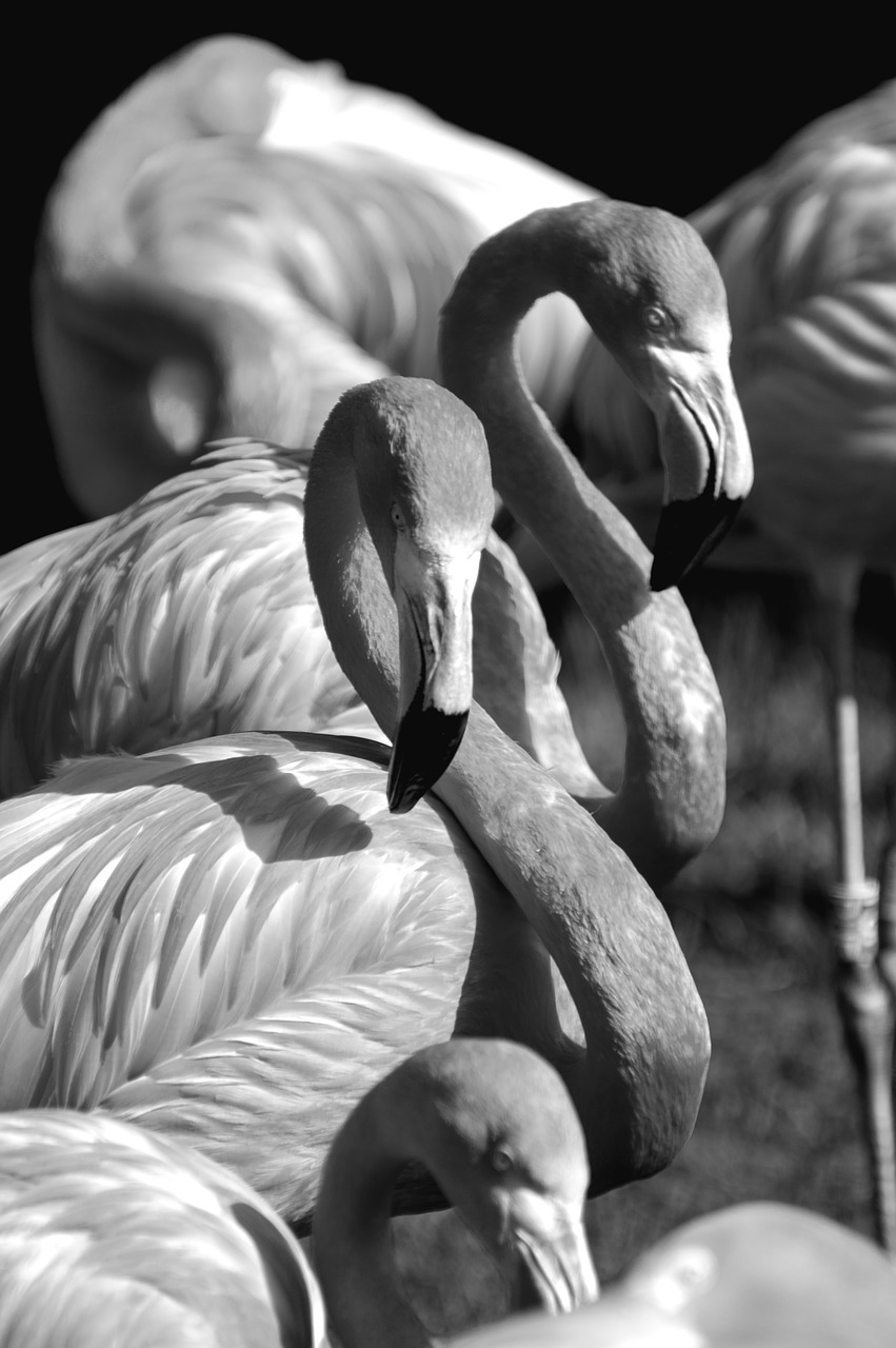 flamingo black white free photo