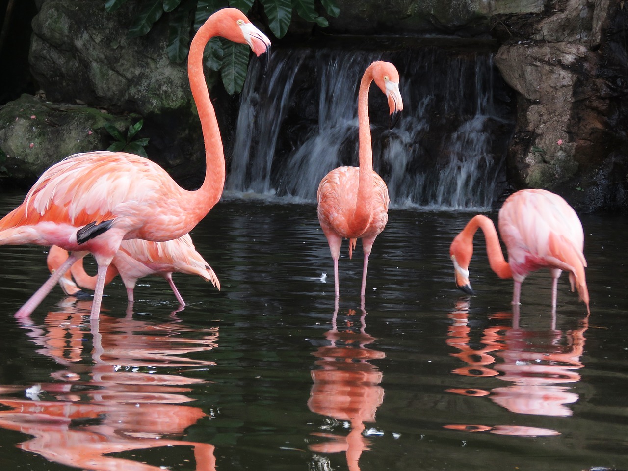 flamingo water birds exotic birds free photo