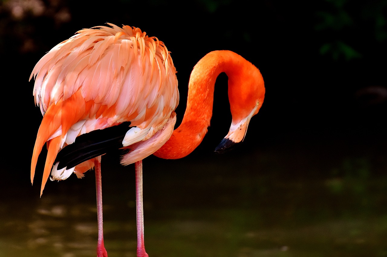 flamingo birds water bird free photo