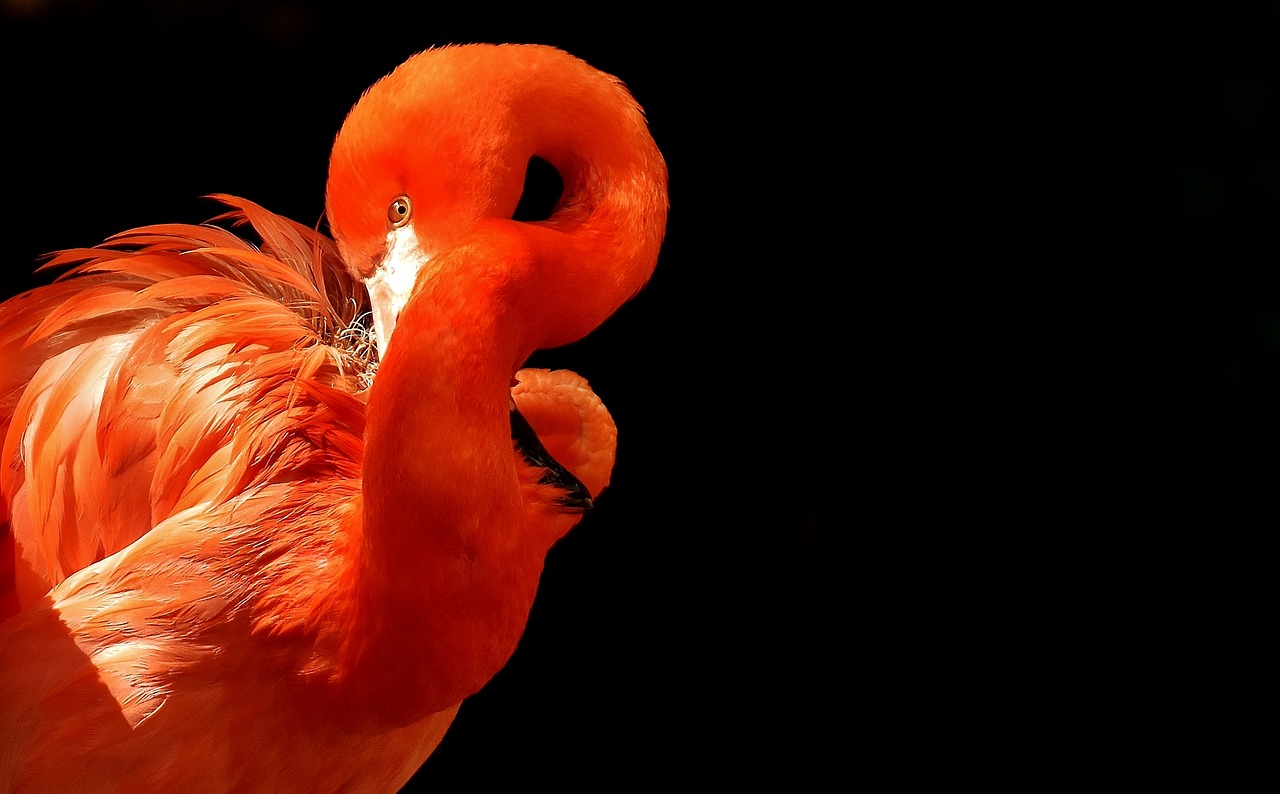 flamingo birds water bird free photo