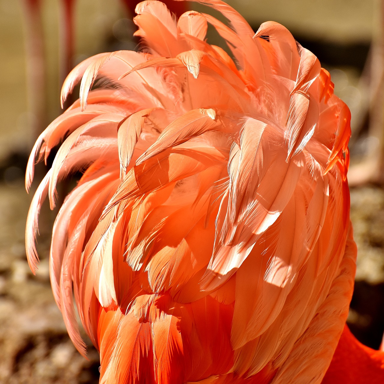 flamingo birds water bird free photo