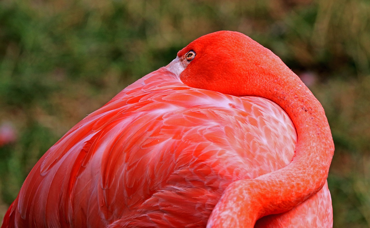 flamingo bird pink flamingo free photo