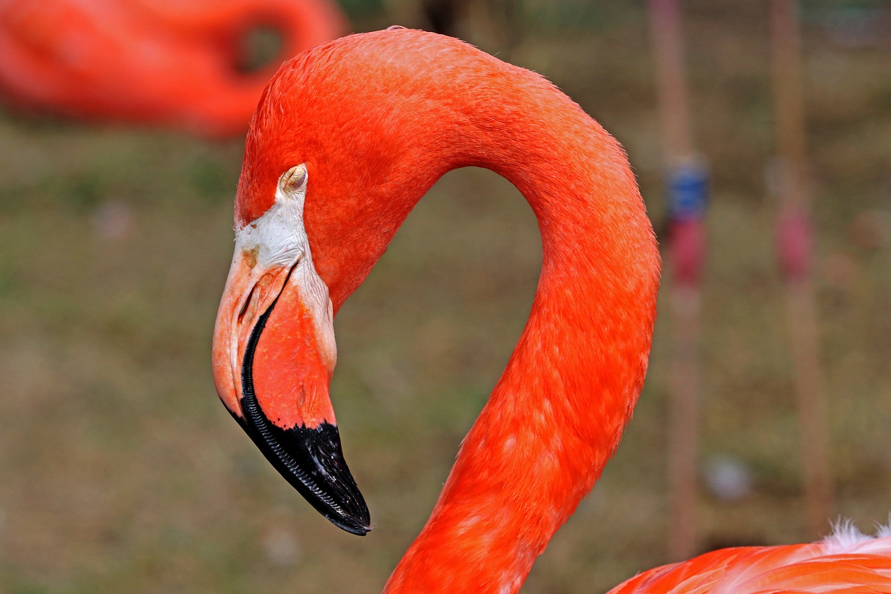 flamingo bird pink flamingo free photo