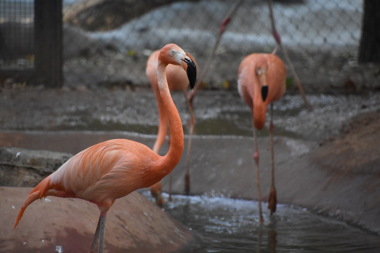 Flamingo Profile Picture