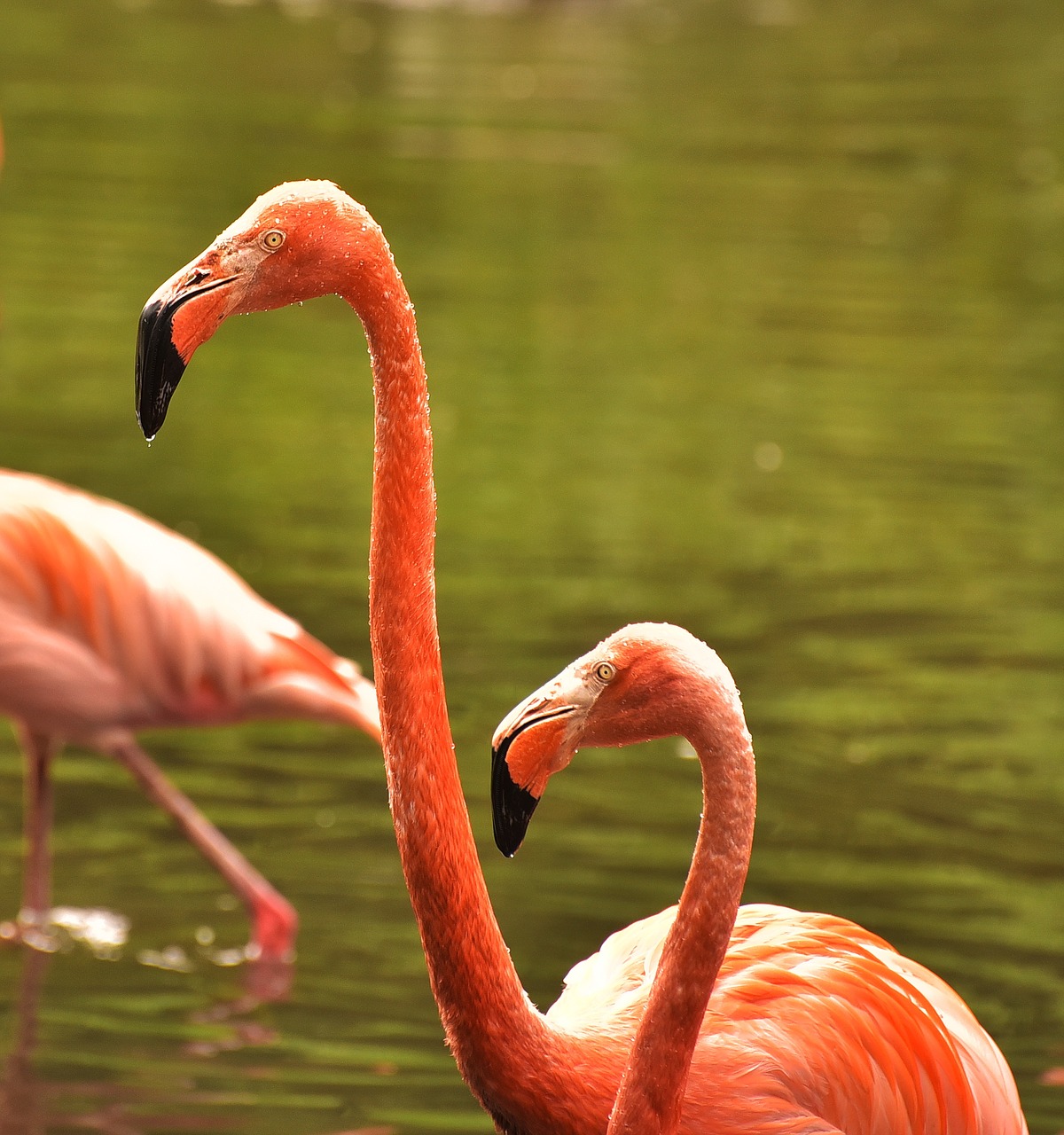 flamingo water bird pink flamingo free photo