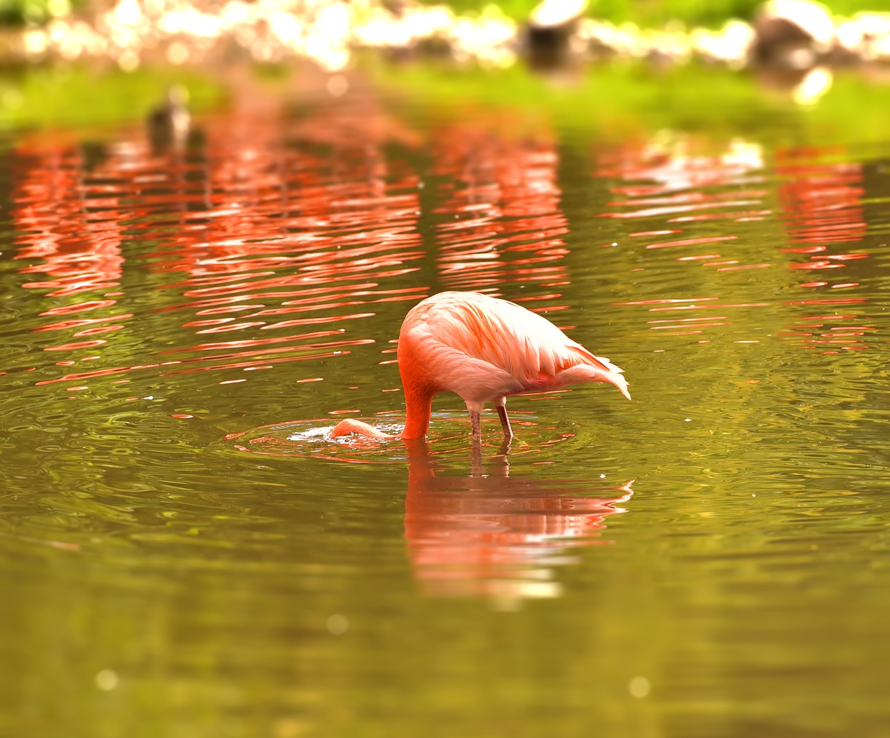 flamingo water pink free photo