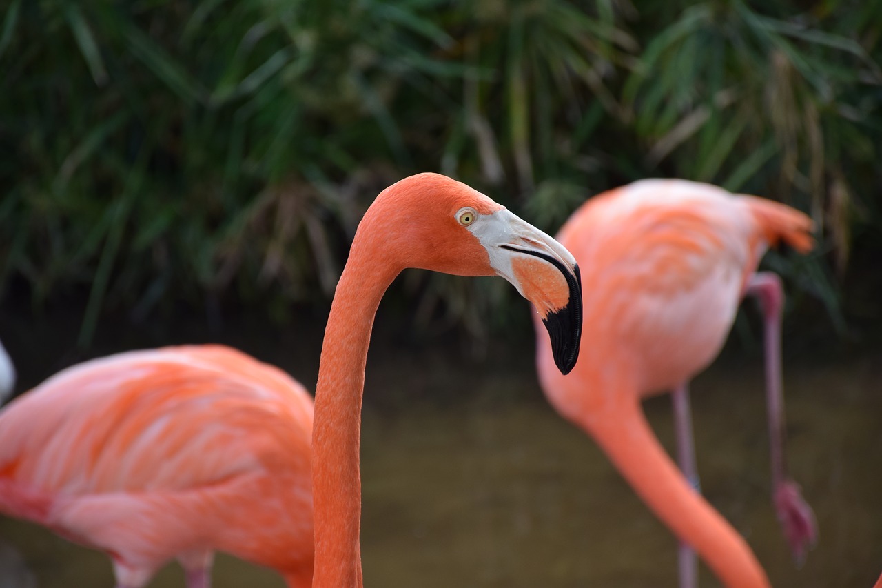 flamingo portrait head free photo