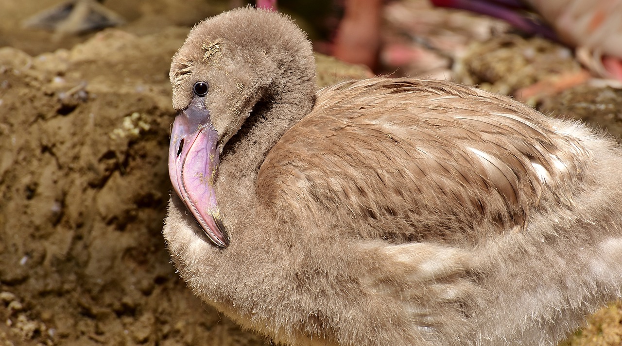 flamingo young bird young animal free photo