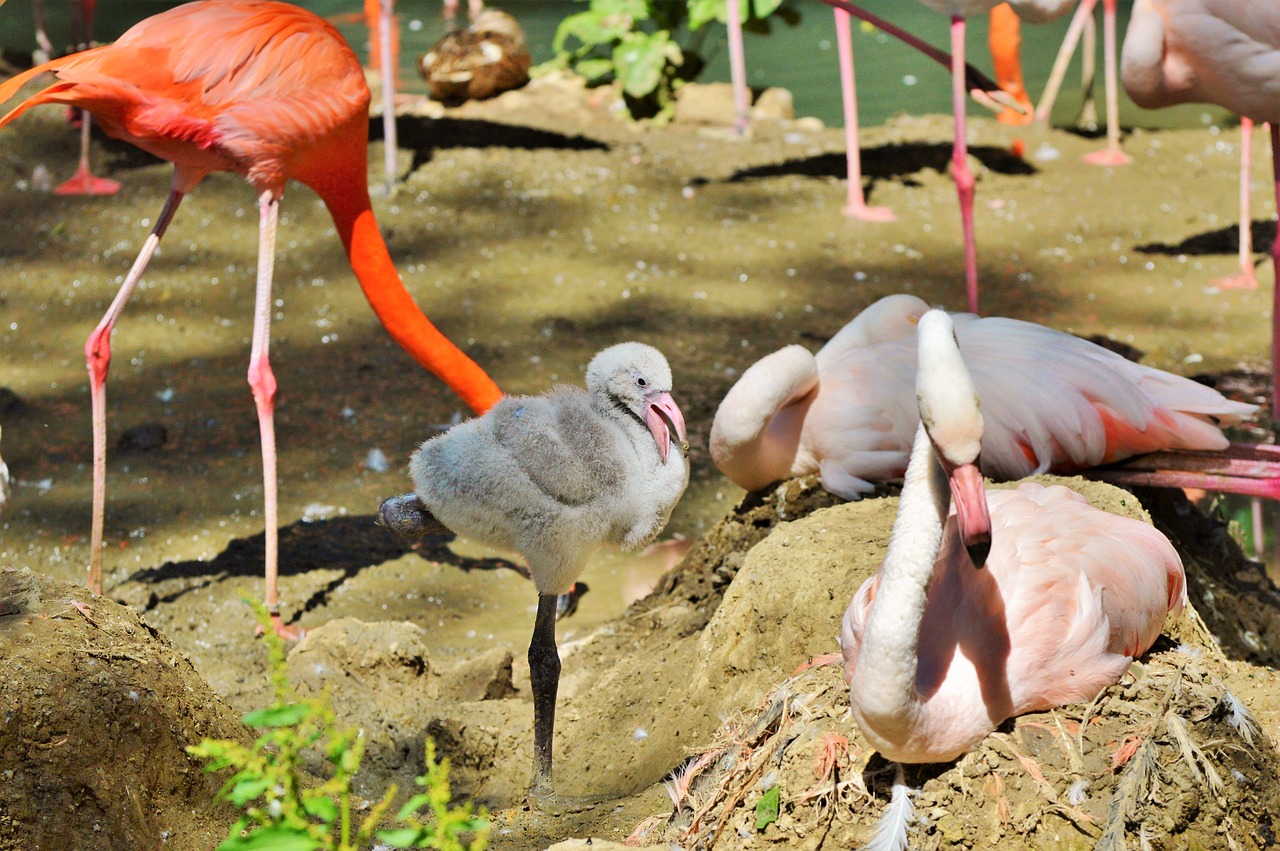 flamingo chicks young flamingo free photo