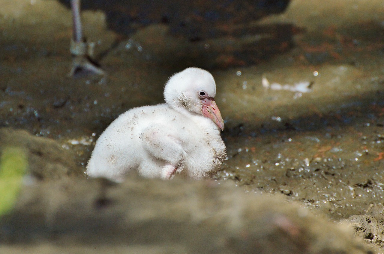 flamingo young animal bird free photo