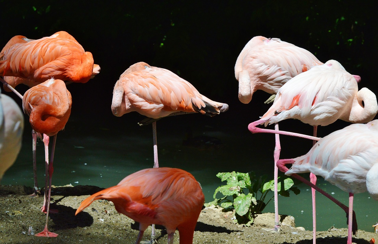 flamingo bird pink free photo