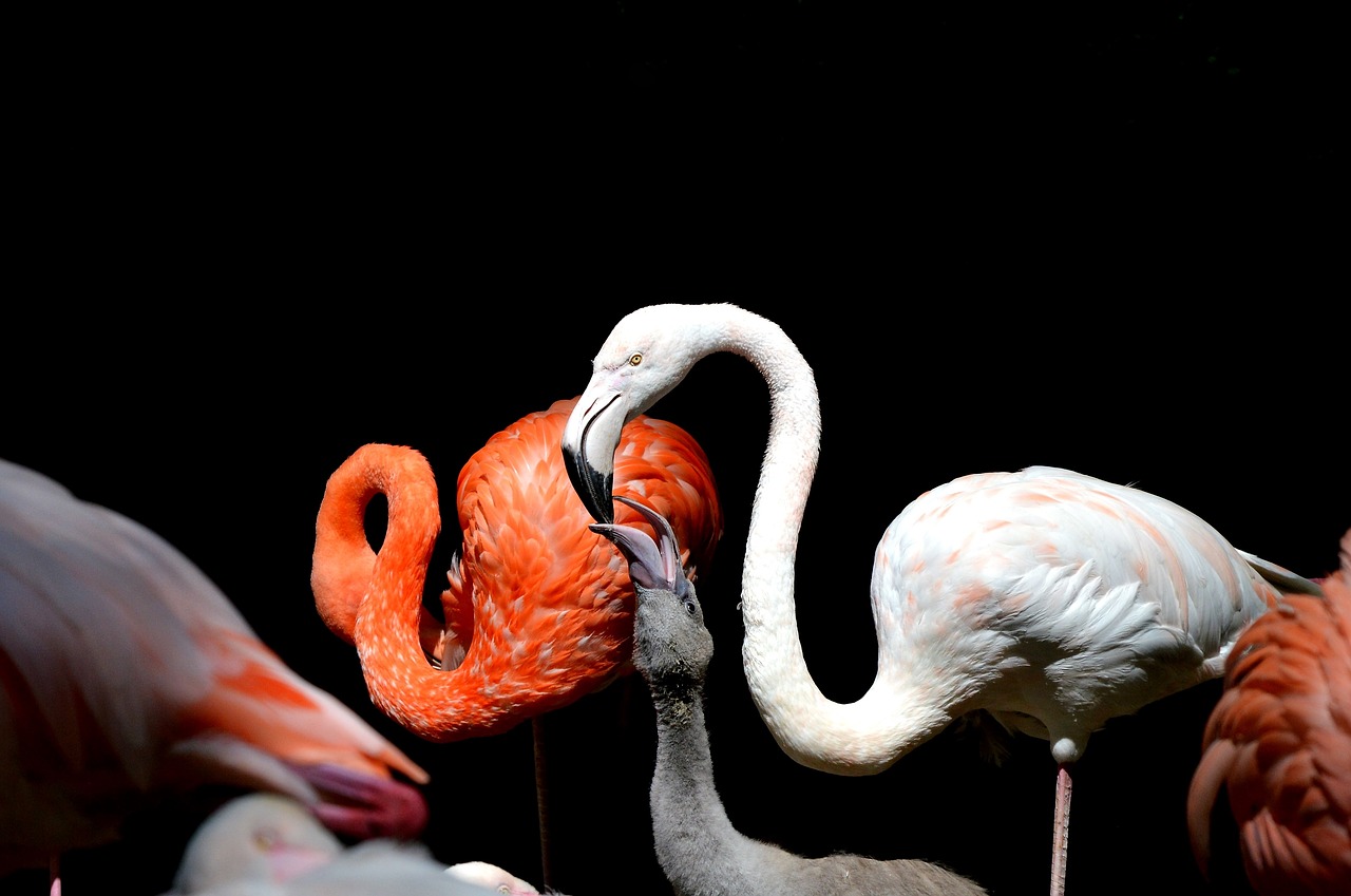flamingo bird pink free photo