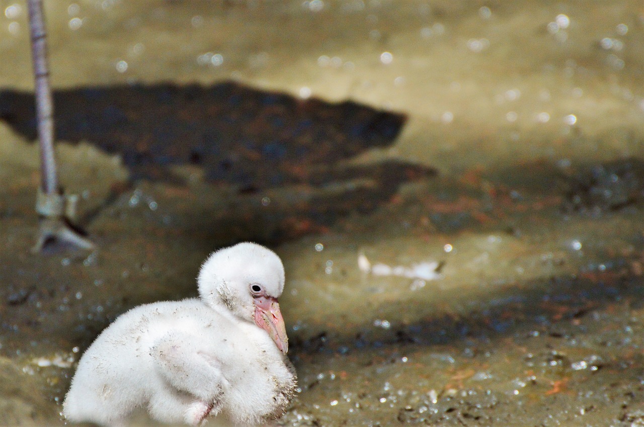 flamingo young animal bird free photo