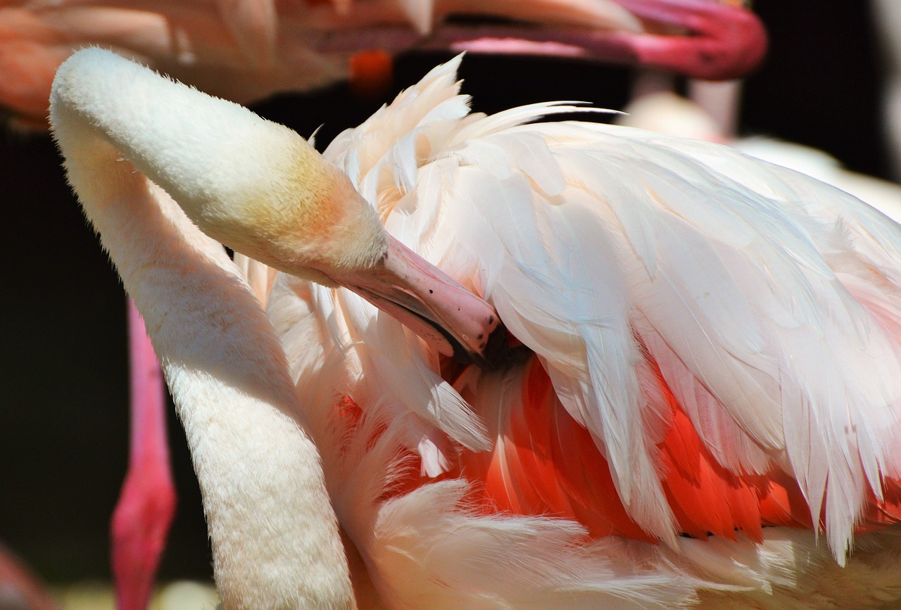 flamingo bird pink free photo
