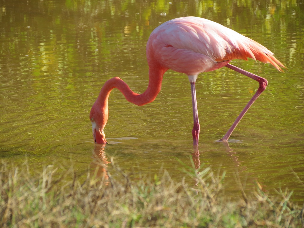 flamingo lesser pink free photo