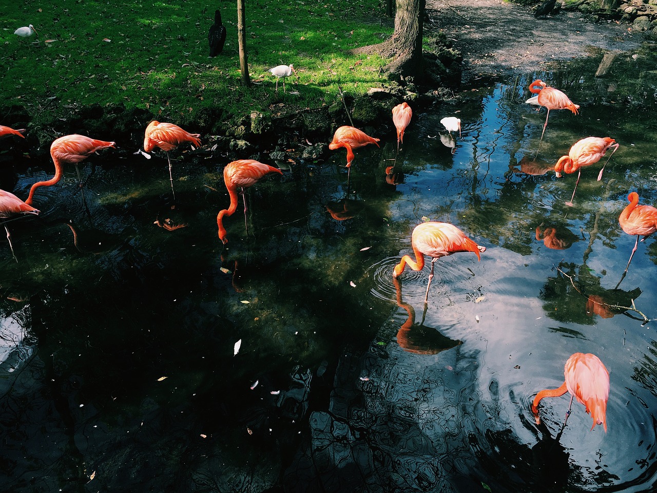 flamingo bird animal free photo