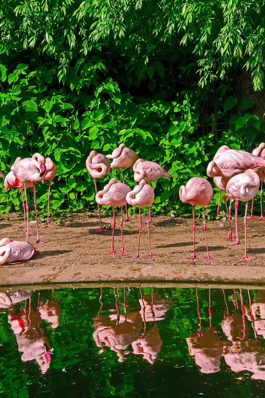 flamingo beak pink free photo