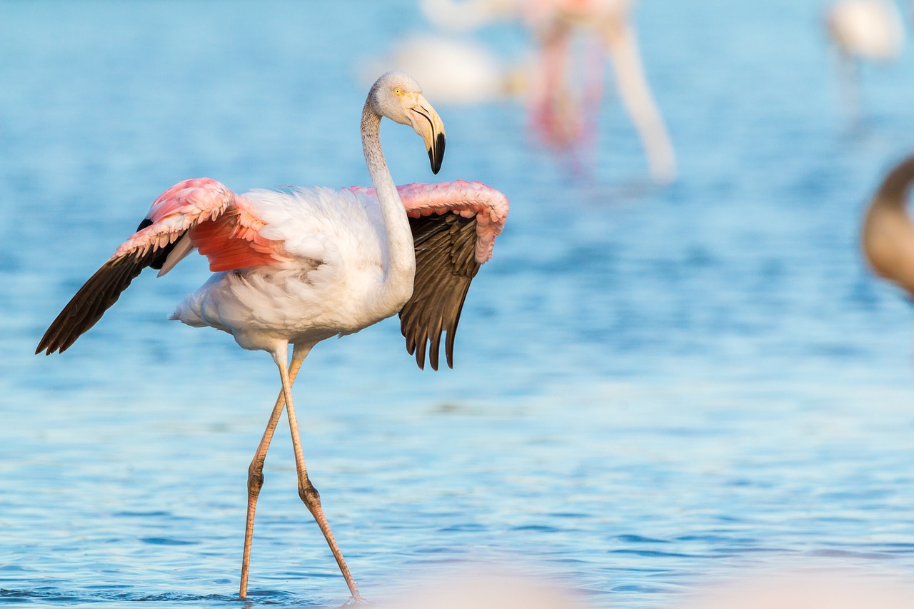 flamingo flamingos france free photo