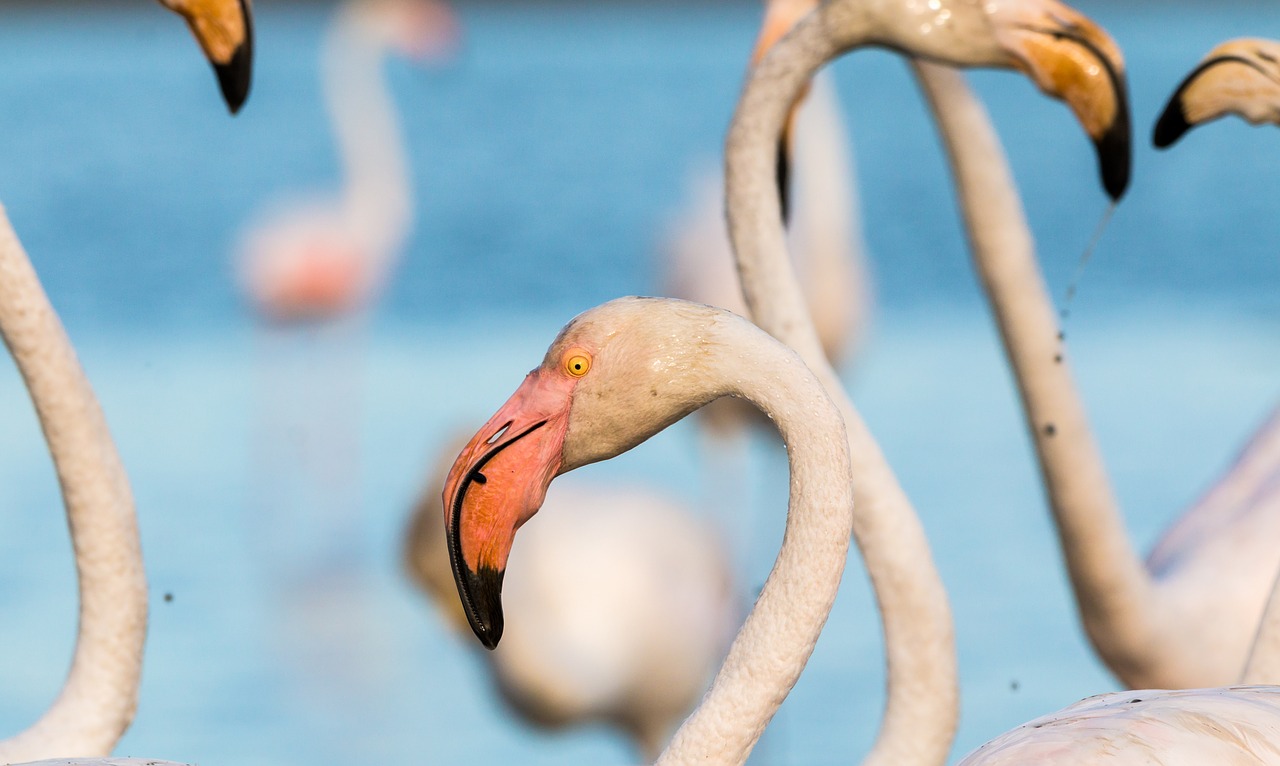 flamingo flamingos france free photo