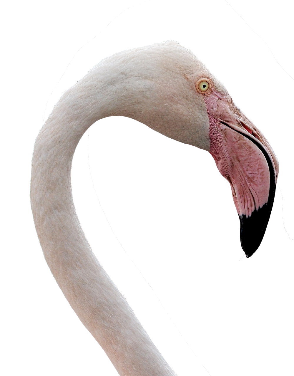 flamingo water bird bill free photo