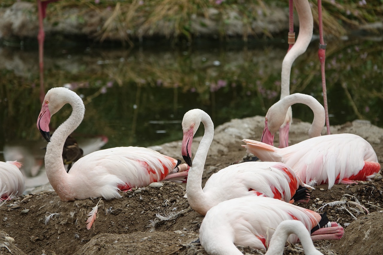 flamingo bird africa free photo