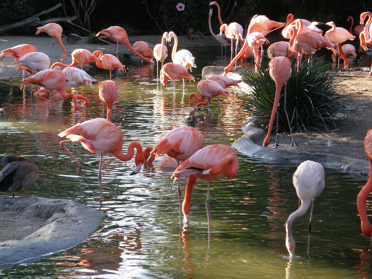 flamingo bird nature free photo