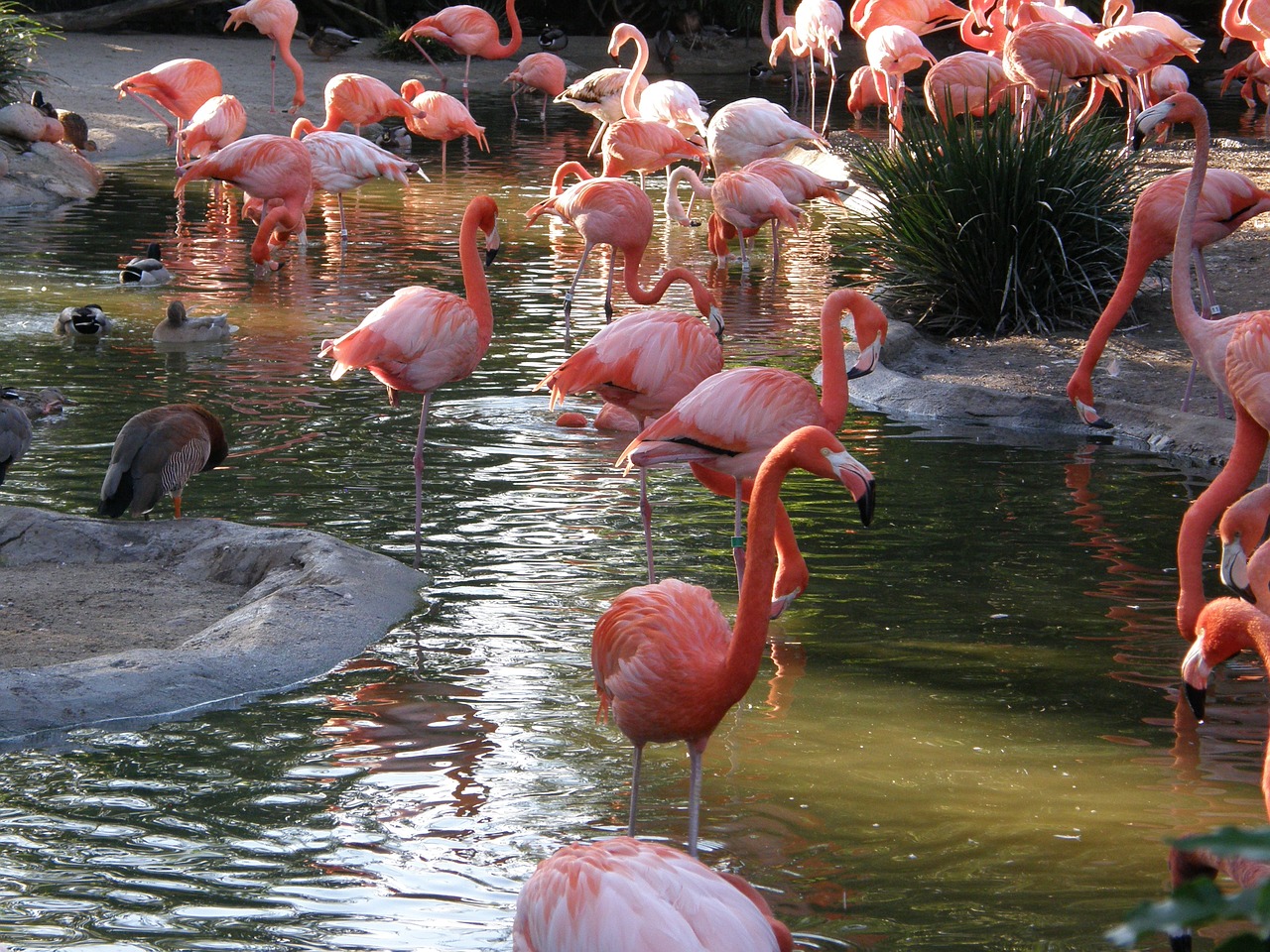 flamingo bird pink free photo