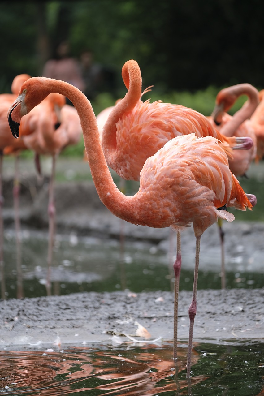 flamingo bird pink flamingo free photo