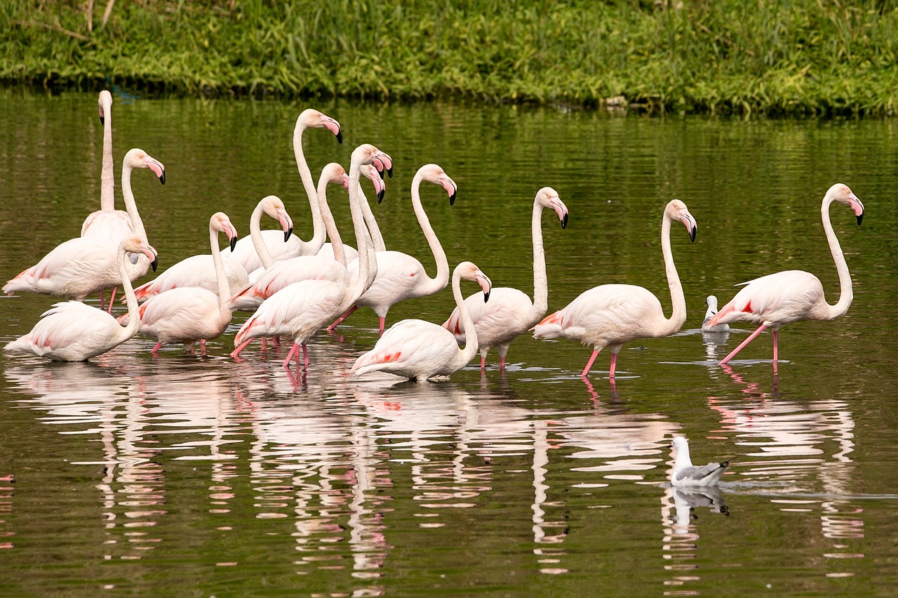 flamingo bird nature free photo