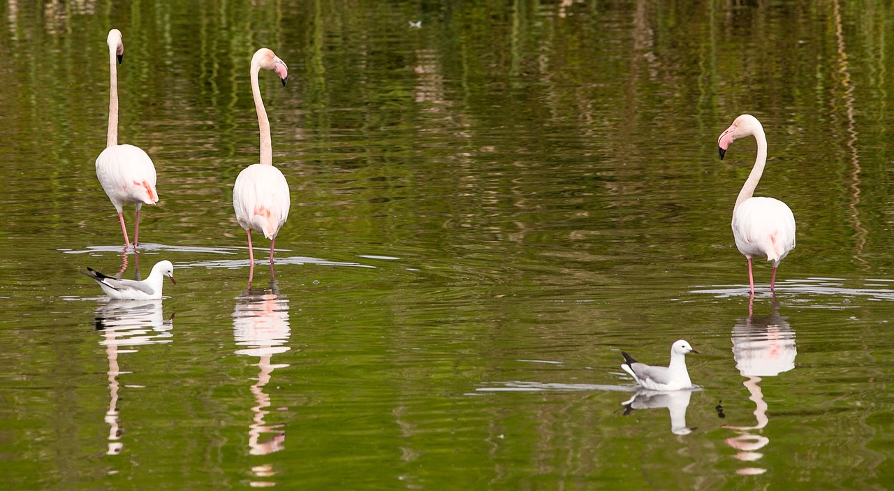 flamingo bird nature free photo