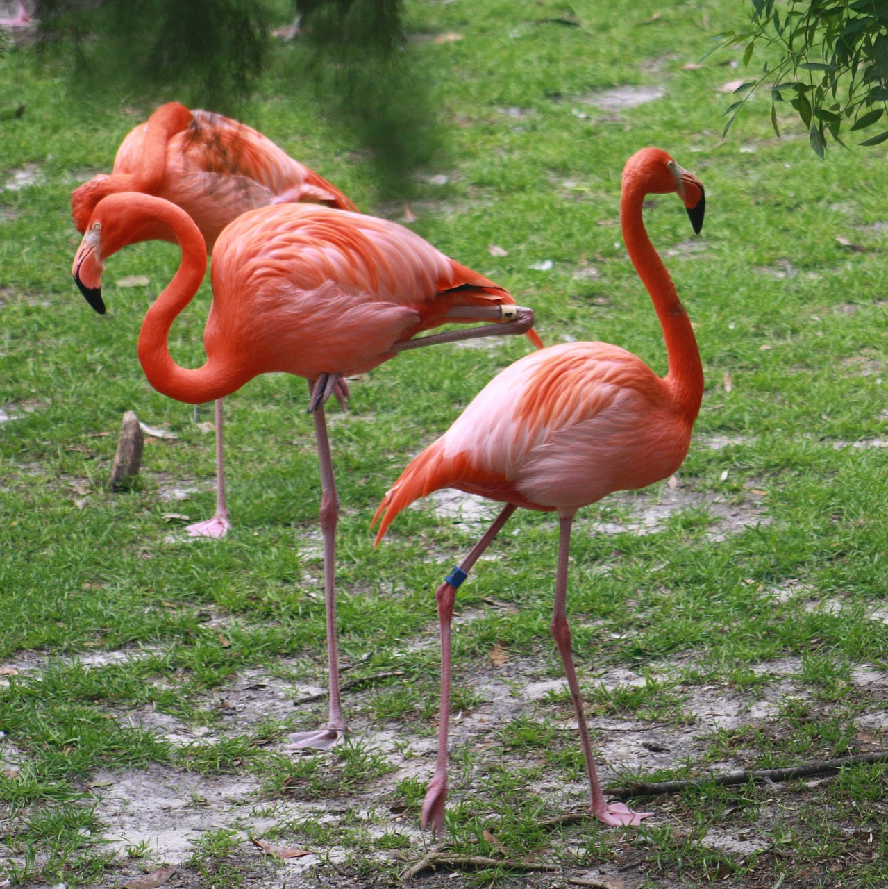 Розовый Фламинго в природе