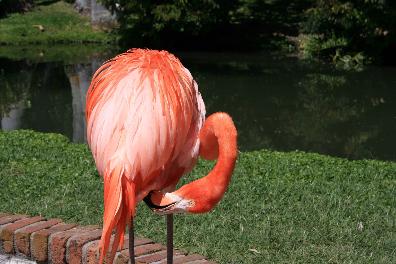 flamingo pink birds exotic free photo