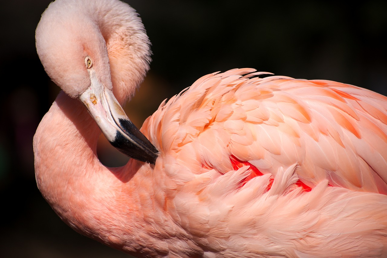 flamingo pink bird free photo