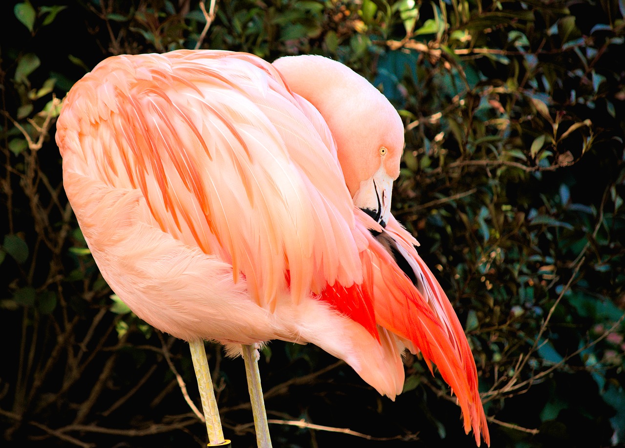 flamingo wildlife bird free photo