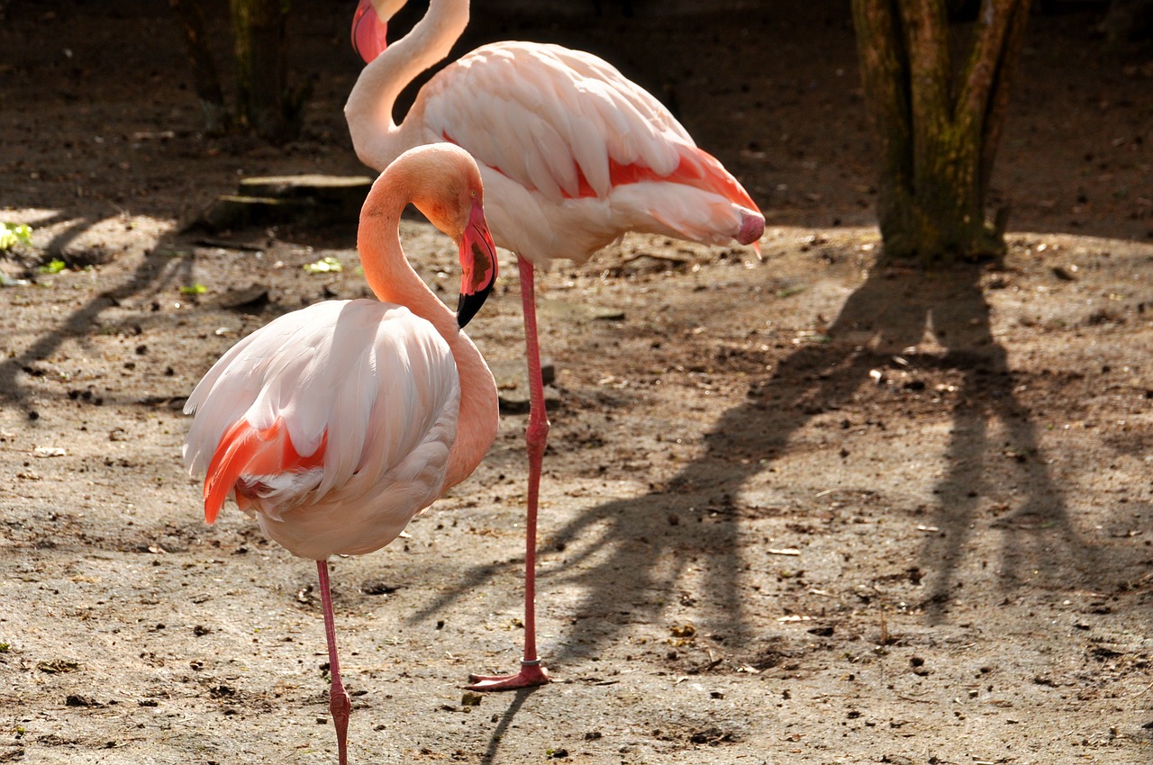 flamingo pink phoenicopteriform free photo