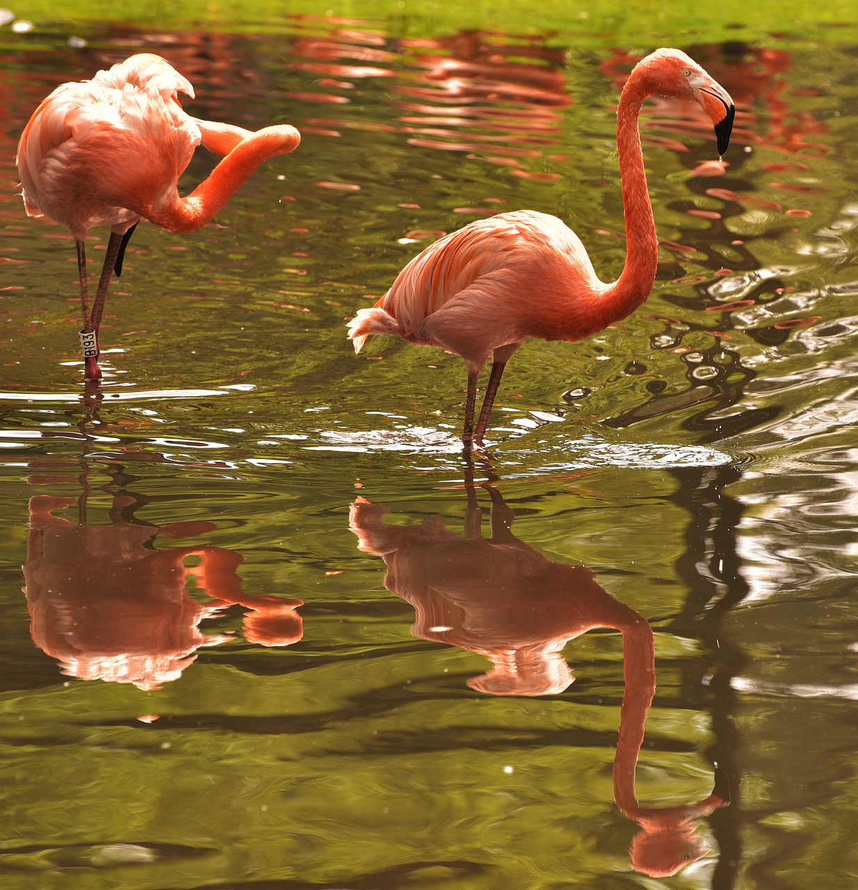 flamingo pink bird free photo