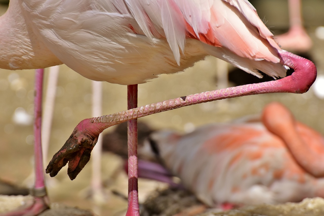 flamingo feet mud free photo