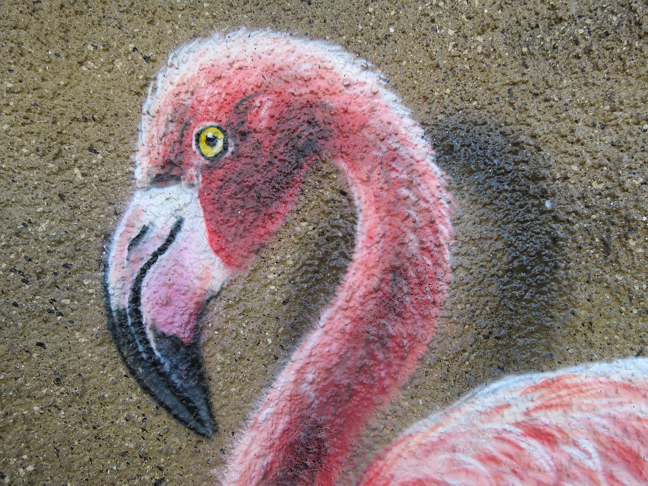 flamingo wall art wall free photo