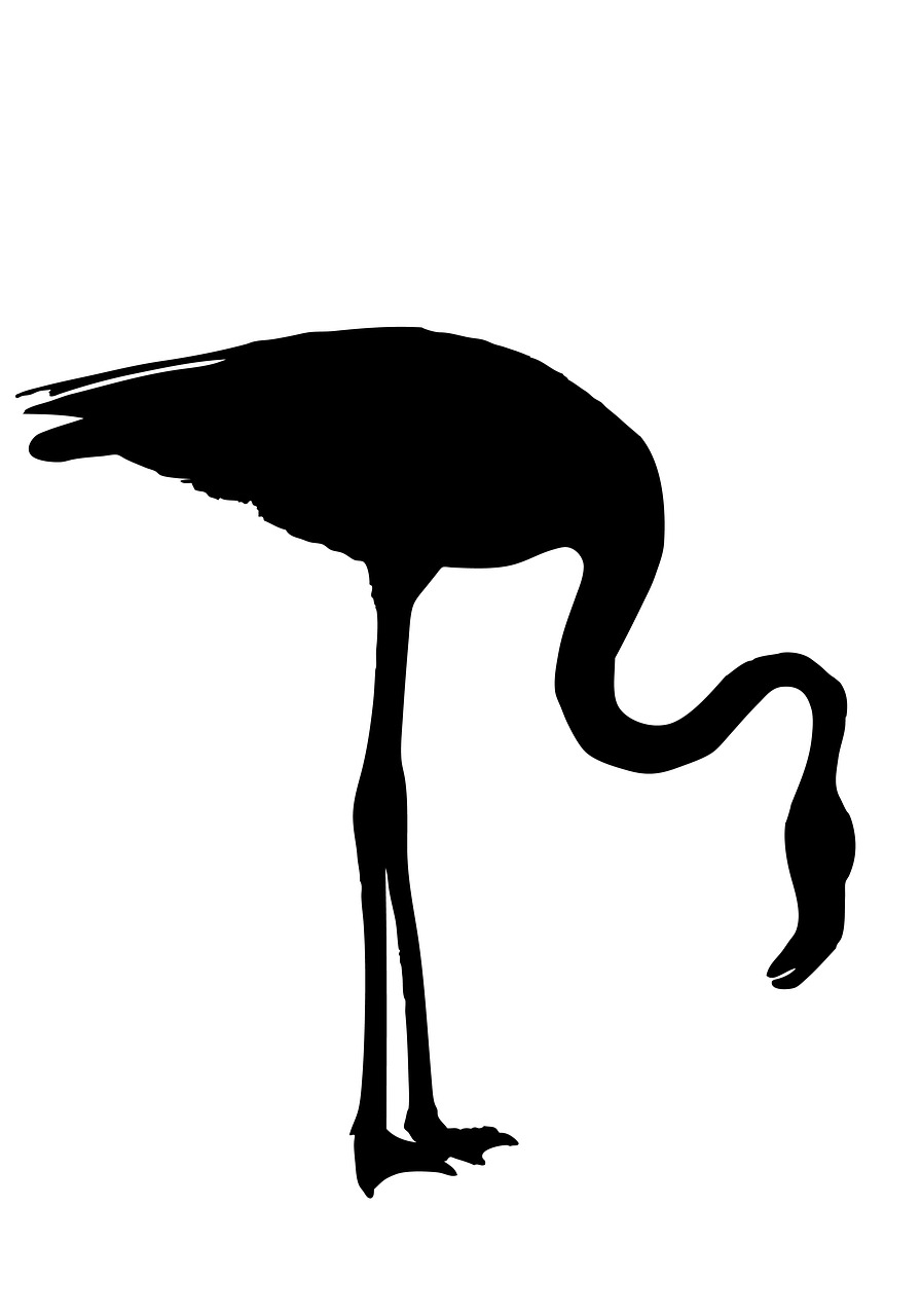 flamingo silhouette bird free photo