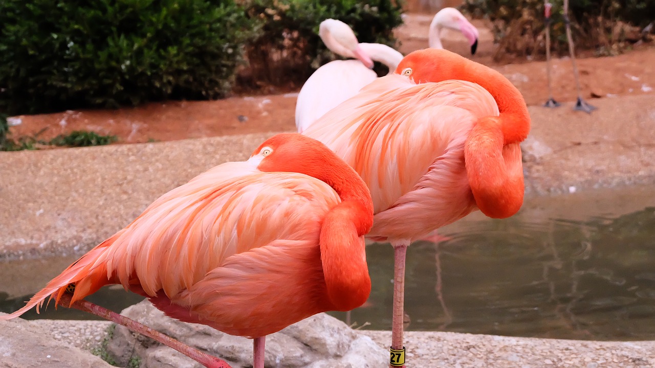 flamingo zoo dalian free photo