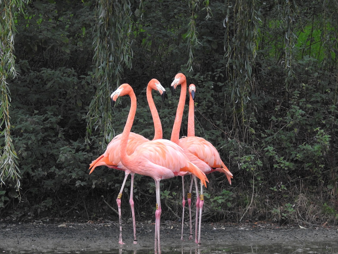 flamingo bird nature free photo