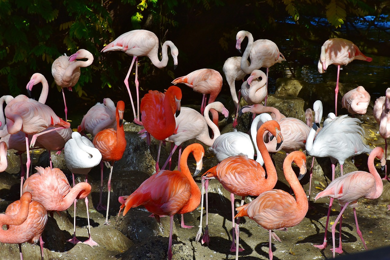 flamingo bird pink free photo