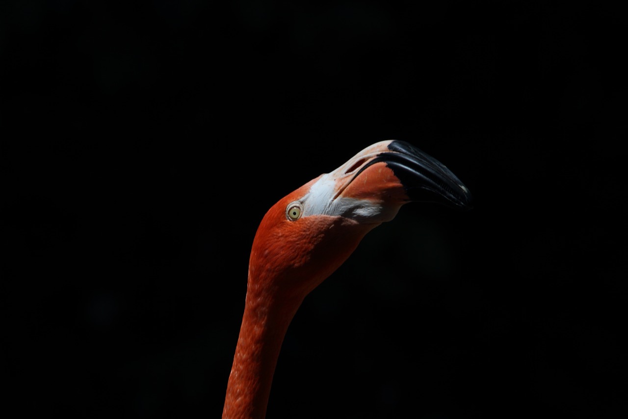 flamingo animal bird free photo